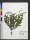 Alysicarpus ovalifolius (Schum.) J. Leonard 긭Ҳ