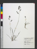 Eragrostis brownii...