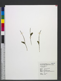 Ophioglossum sp.