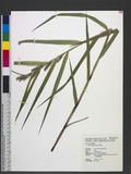 Carex ligulata Nee...