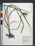 Carex alopecuroide...