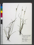 Carex breviculmis R. Br. uJW