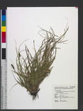 Carex nubigena D. ...