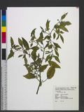 Physalis angulata L. WH