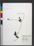 Pueraria phaseoloides (Roxb.) Benth. 樧