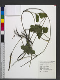 Pueraria phaseoloides (Roxb.) Benth. 樧