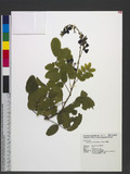 Callerya reticulata (Benth.) A. Schott ѯ