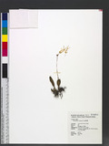 Bulbophyllum setaceum Lin |a