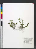 Mecardonia procumbens (Mill.) Small LF