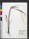 Eragrostis ciliaris (L.) R. Br. eܯ