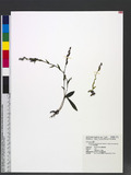 Platanthera mandarinorum Reichb. f. subsp. formosana Lin et Inoue f