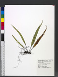 Lepisorus morrisonensis (Hayata) H. Ito ɤs˸