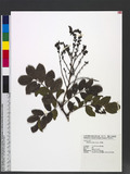 Millettia reticulata Benth. ѯ