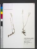 Digitaria longiflora (Retz.) Pers. ᰨ