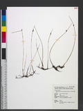 Schoenoplectus lineolatus (Franch. & Sav.) T. Koyama 