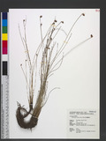 Fimbristylis nutans (Retz.) Vahl. IYƩد