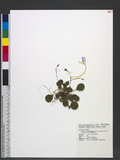 Shortia rotundifolia (Maxim.) Makino var. subcordata (Hayata) T. C. Huang & A. Hsiao 긭t
