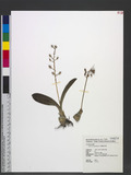Liparis grossa Rchb. f. KϦջ[