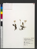 Bulbophyllum taiwanense (Fukuyama) Seidenf. OWä