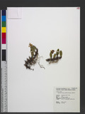 Epigeneium nakaharae (Schltr.) Summerh. s]۱