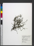 Oldenlandiopsis callitrichoides (Griseb.) Terrell & W. H. Lewis