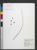 Gastrodia gracilis...