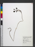 Gastrodia gracilis Blume Өb
