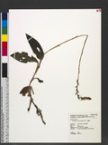 Erythrodes blumei (Lindl.) Schltr. pB