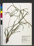 Kyllinga polyphylla Willd. ex Kunth