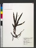 Eria tomentosiflora Hayata 