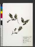 Hymenophyllum fimbriatum J. Sm. OF