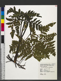 Botrychium formosanum Tagawa 薄葉大陰地蕨