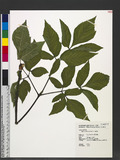 Angelica pubescens Maxim. k