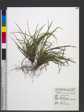 Carex rhynchachaenium C. B. Clarke ex Merrill qW