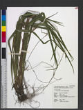 Carex arisanensis Hayata s