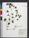 Peperomia pellucida (L.) Humboldt, Bonpland & Kunth J