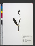 Platanthera longic...