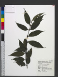 Lasianthus formosensis Matsum. OW˾