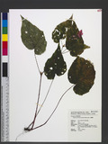 Begonia formosana ...