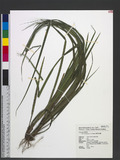 Carex breviscapa C...