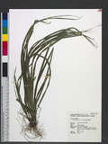 Carex breviscapa C...