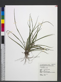 Carex lateralis Kük. 