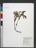 Lysionotus paucifl...