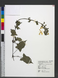 Salvia nipponica Miq. var. formosana (Hayata) Kudo 黃花鼠尾草