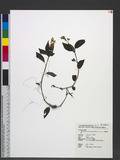 Odontochilus bisaccatus (Hay.) Hay. ex T. P. Lin GnB