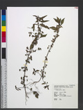 Acalypha australis L. KA