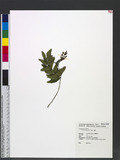 Osmunda japonica T...