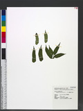 Angiopteris palmiformis (Cav.) C. Chr. [y