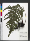 Dryopteris varia (L.) Ktze. n