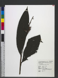 Alpinia japonica (Thunb.) Miq. 饻